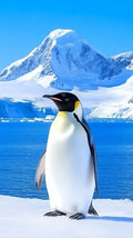 Frazada Pinguino Liso
